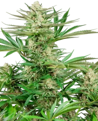 Sensi Seeds Cannabis Seeds Malibu OG Gold Feminisiert, 3-10 Stk.