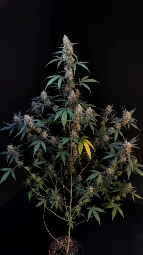 Fast Buds Cannabis Seeds BubbleGum Auto
