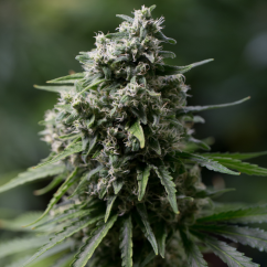 Silent Seeds Classic Cannabis Seeds Critical + 2.0 Feminisiert