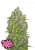 Fast Buds Cannabis Seeds BubbleGum Auto