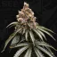 T.H.Seeds™ Cannabis Seeds Mona Lisa, pachet variat, feminizat