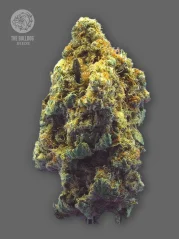 The Bulldog Seeds TB Kush Feminizada, 3 y 5 unidades
