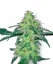 Sensi Seeds Cannabis Seeds White Skunk Regular von White Label, 10 Stk.