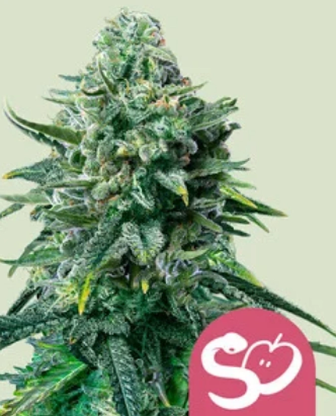 Royal Queen Seeds Cannabis Seeds Forbidden Fruit Feminized