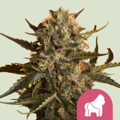 Royal Queen Seeds Cannabis Seeds Mother Gorilla (varem Royal Madre) Feminiseeritud