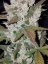 Fast Buds Cannabis Seeds Girl Scout Cookies Auto