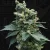 T.H.Seeds™ Cannabis Seeds S.A.G.E.™'n Sour,  various packs, regular