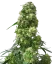 Sensi Seeds Cannabis Seeds Early Skunk® Regular, 10 Stk.