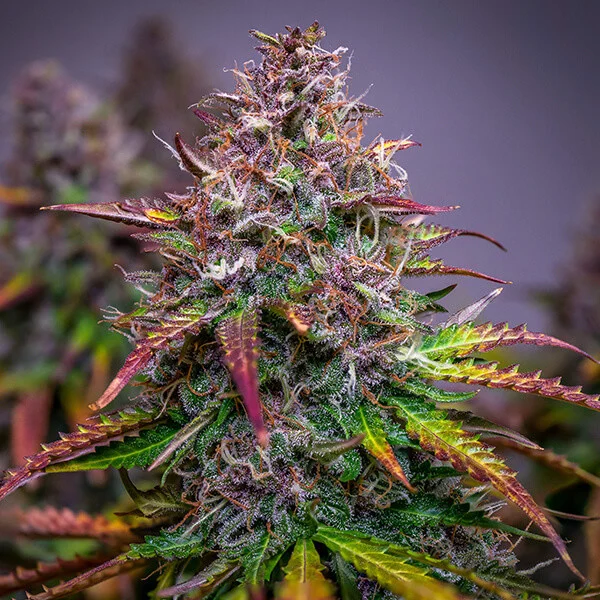 Royal Queen Seeds Cannabis Seeds Bubble Kush Auto