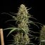 Royal Queen Seeds Semi di Cannabis Hulkberry Auto