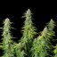 Royal Queen Seeds Semená konope Northern Light Auto