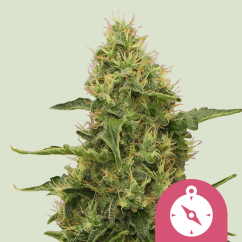 Royal Queen Seeds Cannabis Seeds Northern Light Feminizuotos