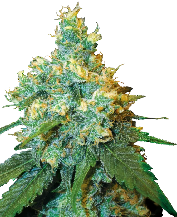 Sensi Seeds Cannabis Seeds Jack Herer® Feminisiert, 3-10 Stk.