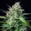 Royal Queen Seeds Cannabis Seeds Mimosa Auto