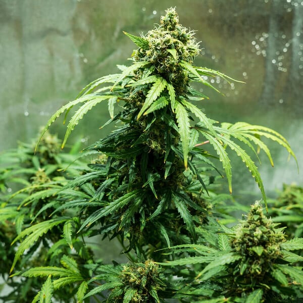 Royal Queen Seeds Cannabisfrön Royal Dwarf Auto