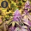 Blimburn Seeds Cannabis Seeds Gelato Feminized