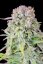 Fast Buds Cannabis Seeds Afghan Kush Auto