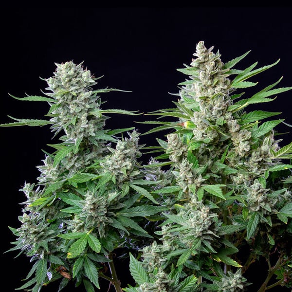 Royal Queen Seeds Cannabis Seeds Easy Bud Auto