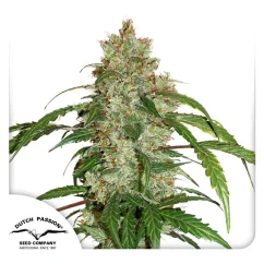 Dutch Passion Cannabis Seeds CBD Auto White Widow Autoflowering