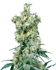 Sensi Seeds Cannabis Seeds American Dream® Regular, 10 db