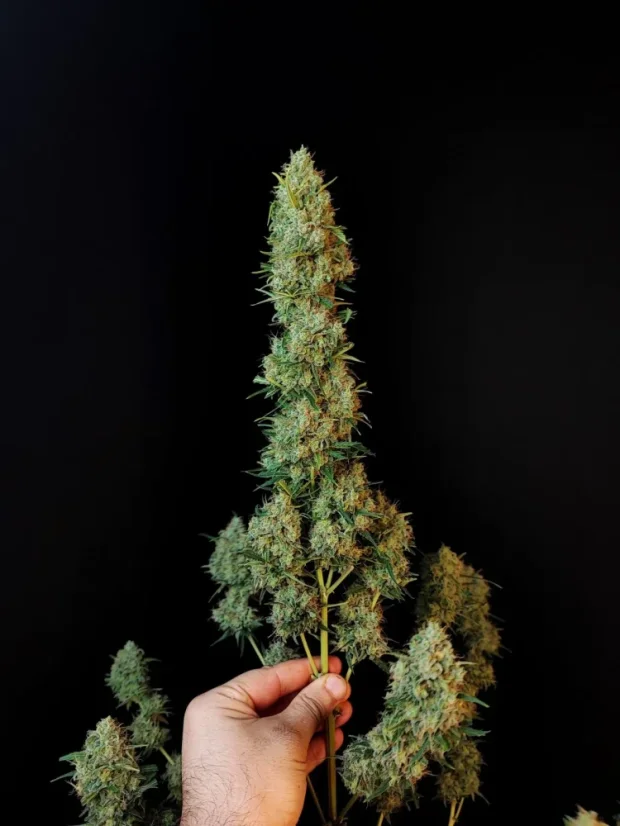 Fast Buds Cannabis Seeds Jack Herer Auto