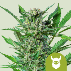 Royal Queen Seeds Cannabis Seeds Royal Dwarf Auto