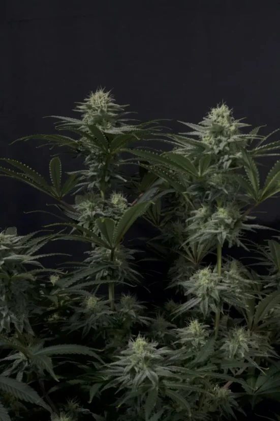 Fast Buds Cannabis Seeds GG4 Sherbet FF