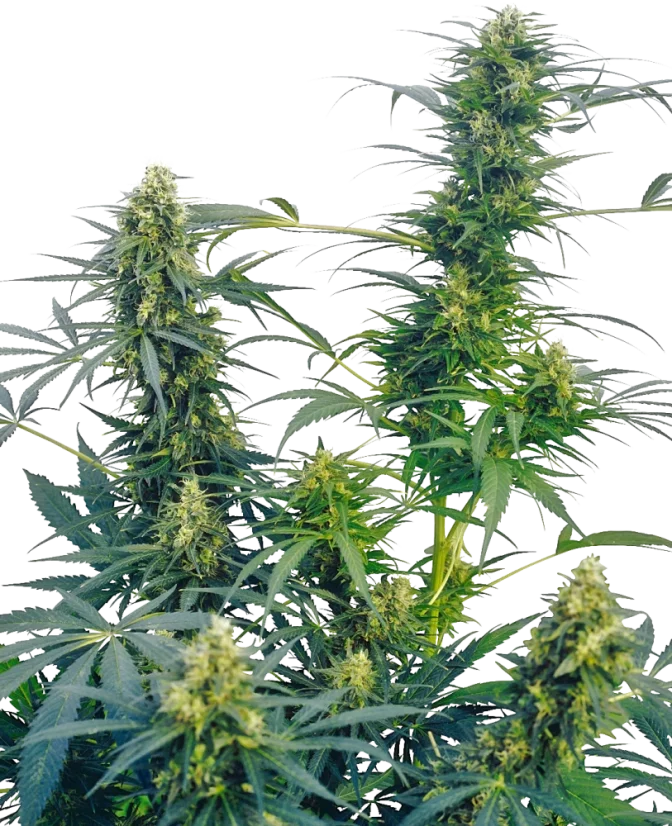 Sensi Seeds Cannabis Seeds Guerrilla's Gusto® Regular, 10 Stk.