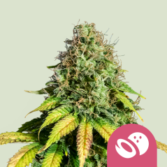 Semințe de canabis Royal Queen Seeds Somango XL feminizate