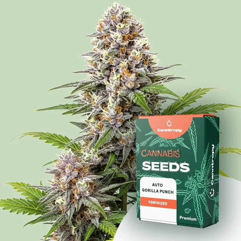 Canntropy Seeds Auto Gorilla Punch (Samodejno)