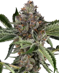 Sensi Seeds Cannabis Seeds Papaya Jealousy Feminizowane