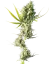 Sensi Seeds Cannabis Seeds Durban® Regular, 10 Stk.