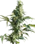 Sensi Seeds Cannabis Seeds Mexican Sativa® Regular, 10 Stk.