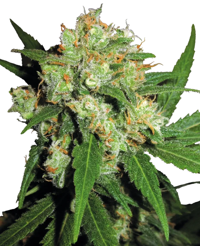 Sensi Seeds Cannabis Sensi Skunk® Regular, 10 pcs