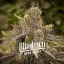 Blimburn Seeds Semi di Cannabis Permanent Marker Femminizzati