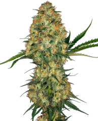Sensi Seeds Cannabis Seeds Hindu Kush® Regular, 10 Stk.