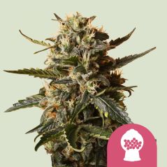 Semințe de Cannabis Royal Queen Seeds Bubblegum XL Feminized