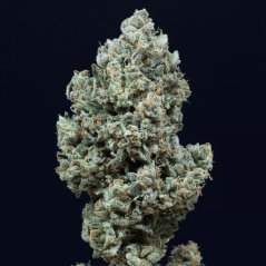 Silent Seeds Cannabis Seeds Critical + 2.0 Auto Feminizuotos Sėklos