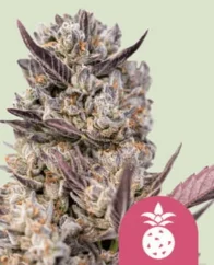 Royal Queen Seeds Hanfsamen Tropicana Cookies Purple Feminisiert