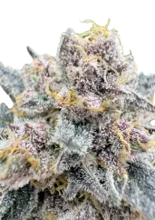 Fast Buds Cannabis Seeds Cherry Cola Auto RF3 Feminized