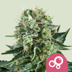 Royal Queen Seeds Cannabis Seeds Bubble Kush Feminized