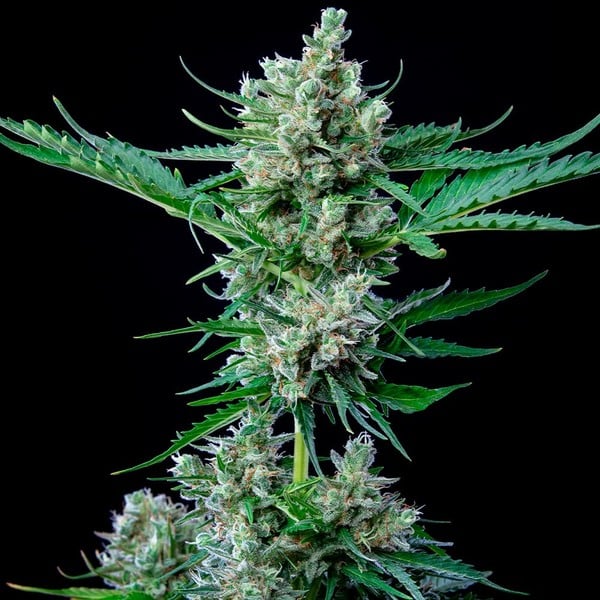 Royal Queen Seeds Cannabisfrön Royal Bluematic Auto