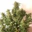 Silent Seeds Cannabis Seeds Moby Dick Auto Feminized