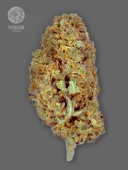 The Bulldog Seeds TB Amnesia Feminized, 3 and 5 pcs