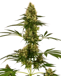 Sensi Seeds Cannabis Seeds Blue Bullet Automatic® Feminized, 3-10 kpl