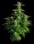 Royal Queen Seeds Cannabisfrön Orion F1 Auto
