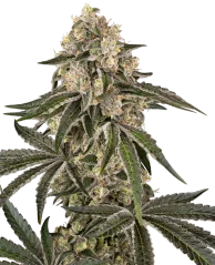Sensi Seeds Cannabis Seeds Sunset Peach Feminiseeritud