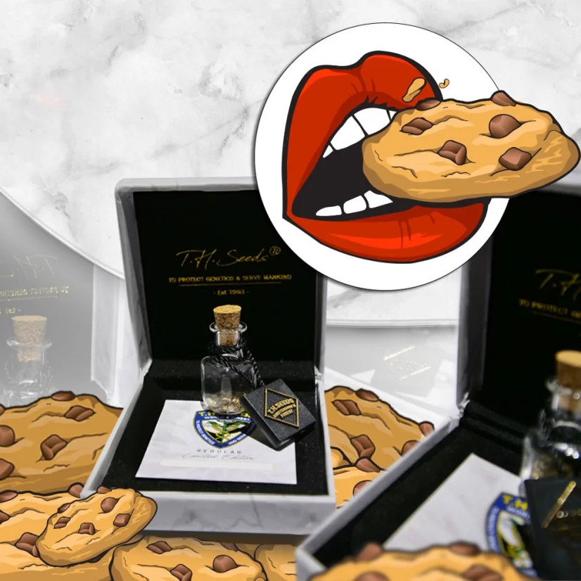 T.H.Seeds™ Cannabis Seeds Limited Regular Edition French Kisz, 11er Pack