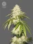 The Bulldog Seeds Joris Pound Cake Feminized, 3 in 5 kos