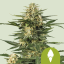 Royal Queen Seeds Cannabis Samen Green Gelato Auto
